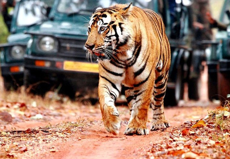 Ranthambore National Park